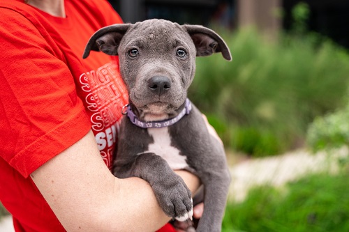 Gracie at Hope Animal Rescue